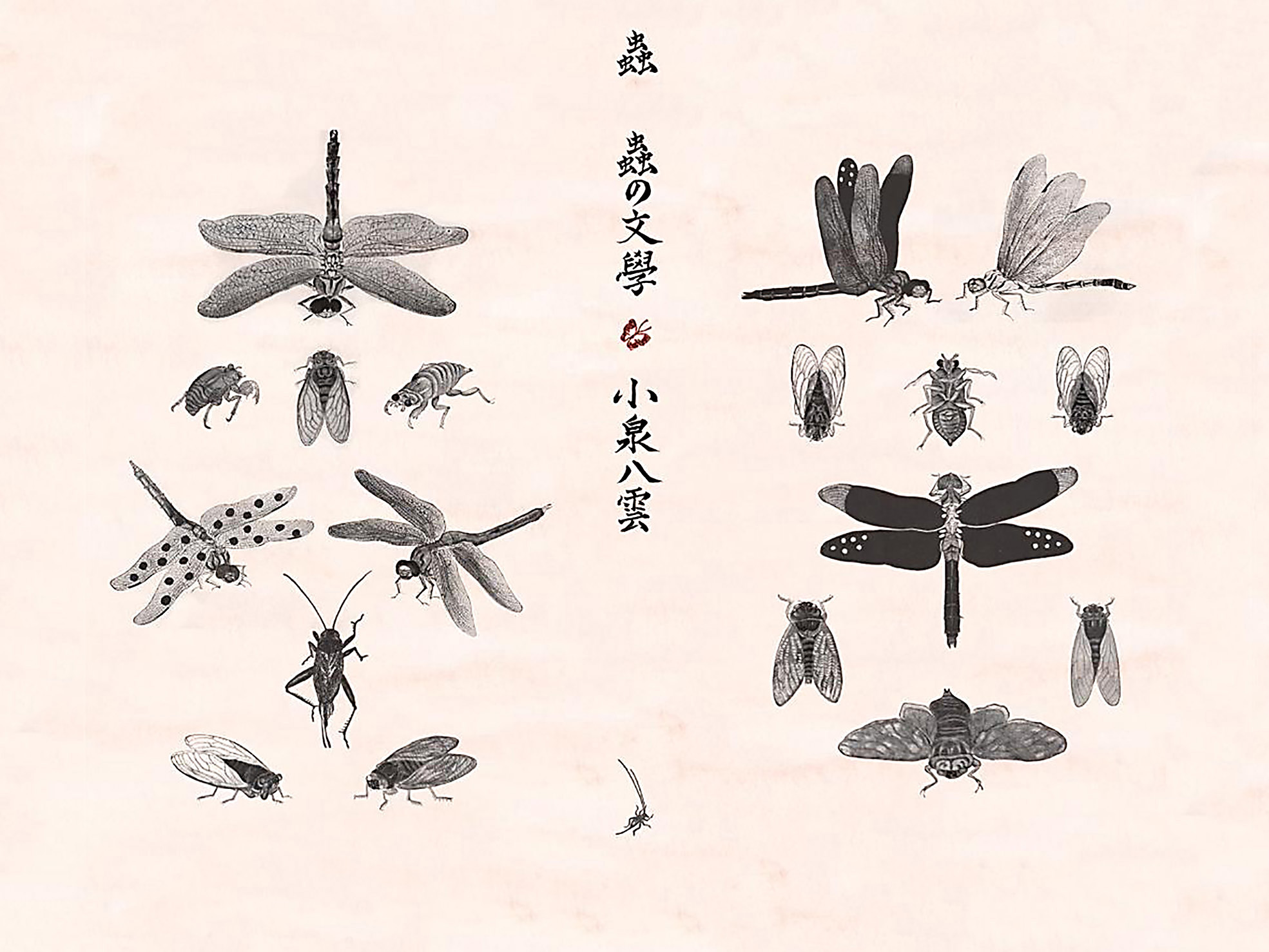 Under cover bugs: The printed paper case of the Swan River Press edition of 'Insect Literature' by Lafcadio Hearn, designed by Meggan Kehrli. | SWAN RIVER PRESS