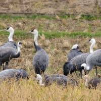 Birds of a feather: Hooded cranes search for food in a rice field in Sukumo, Kochi Prefecture. | KYODO