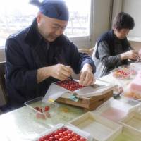 Farmers in Tendo, Yamagata Prefecture, pack Sato-nishiki, a high-grade variety of cherry, into boxes for the year\'s first shipment Monday. A 300-gram box of the popular fruit can go for tens of thousands of yen. | KYODO