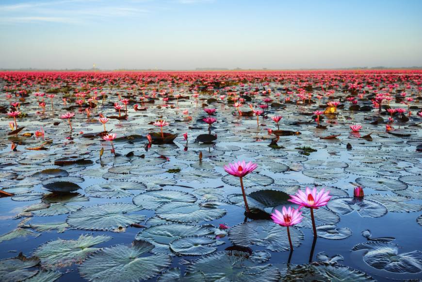 The Red Lotus Sea is one of the most fascinating scenes in Thailand.