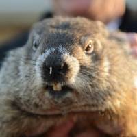 Punxsutawney Phil is bemused by the attention on the 130th Groundhog Day in Punxsutawney, Pennsylvania, on Tuesday. The animal predicted an early spring in a light-hearted tradition that is now a staple entertainment for Americans shivering their way through winter. | REUTERS