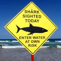 A surfer carries his board into the water next to a sign declaring a shark sighting on Sydney\'s Manly Beach last November. | REUTERS