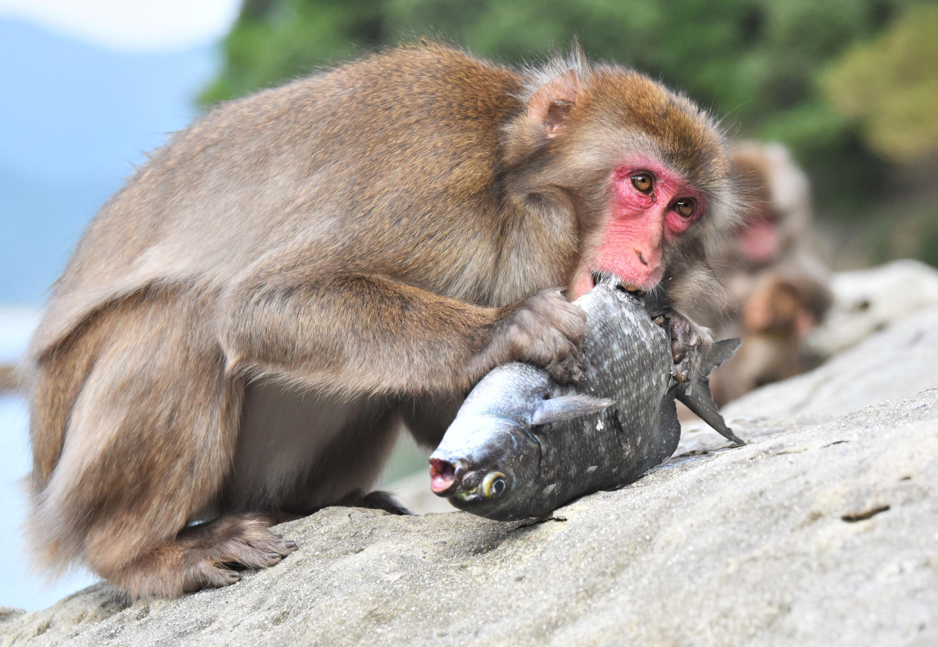 The year of Miyazaki Island's fish-eating monkeys - The Japan Times