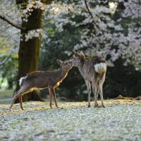 Deer in Nara during springtime. The city will make attracting lesbian, gay, bisexual and transgender tourists a priority. | ISTOCK
