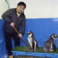 Hidenori Takai, a worker at Wakkanai Noshappu Aquarium in Wakkanai, Hokkaido, poses for a photo with Humboldt penguins. | KYODO