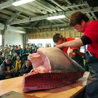 Local fishermen gut a large tuna at Oma port in Aomori Prefecture last October. | KYODO