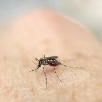An Aedes aegypti mosquito rests on a hand. Japan to step up screening for Zika virus