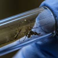 A lab technician researching a cure for Zika displays mosquitos in a test tube at the Oswaldo Cruz Foundation in Rio de Janeiro on Feb. 19, 2016. Confirmation of Japan\'s first Zika infection since an outbreak erupted in Latin America last year has elevated concern about the disease. | BLOOMBERG