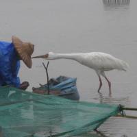 Celebrity status: A Siberian crane nicknamed \"Jin Ho\" pokes the hat of rice farmer Huang Cheng-jun in Jinshan, New Taipei City, Taiwan, in January. | KYODO