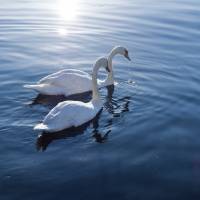 Swans that overwinter in Japan migrate in spring to northern Honshu, then on to Hokkaido before flying via Sakhalin Island to their breeding grounds in Siberia. | ISTOCK