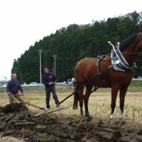 Nobico President Toshiro Abe (left) works  in a field in Higashi-Matsushima, Miyagi Prefecture. | COURTESY OF TOSHIRO ABE