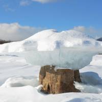 An unusual ice formation is seen in Lake Nukahira in the town of Kamishihoro, Hokkaido, on Wednesday. Local residents say the ice formations on stumps resemble mushrooms. They appear when a dam releases water and the level falls. | KYODO