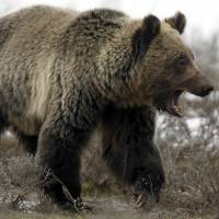 A grizzly bear in Yellowstone National Park | REUTERS