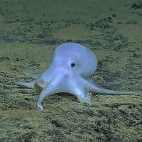 This possible new species of octopus was discovered more than 4 kilometers down on the Pacific Ocean floor near the Hawaiian Islands. | NOAA OFFICE OF OCEAN EXPLORATION AND RESEARCH, HOHONU MOANA 2016  / AP