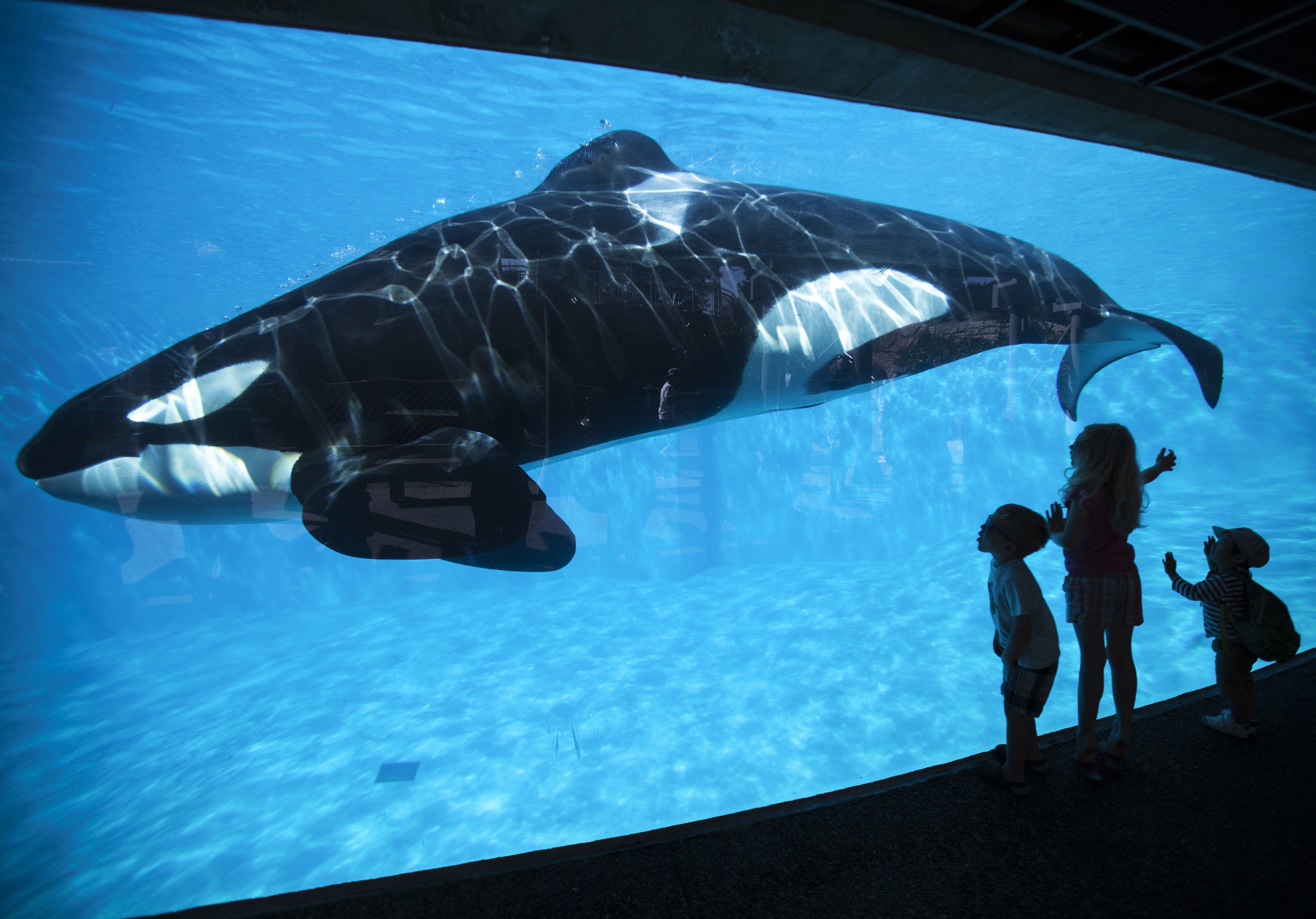 SeaWorld to stop breeding orcas, making them perform tricks | The Japan ...