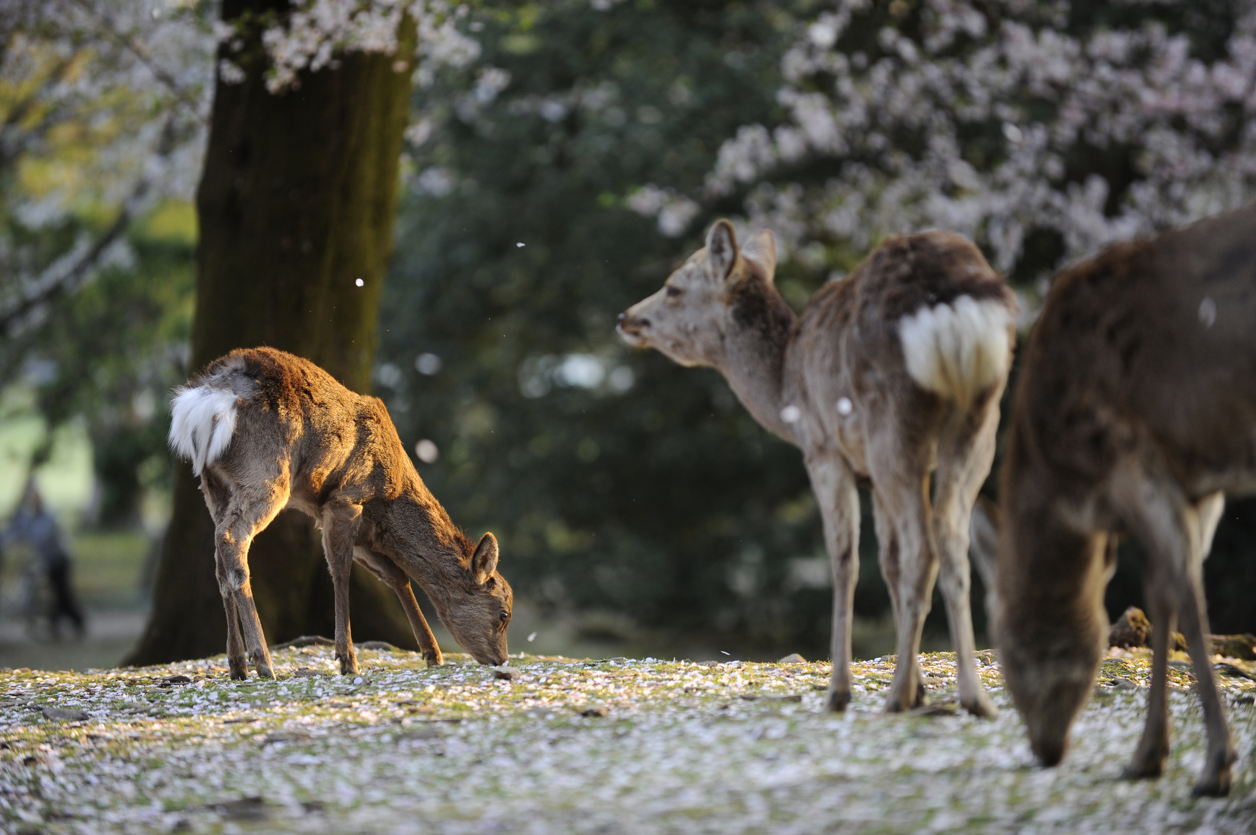 Deer roam free in Nara Park in the city of Nara. The Nara Prefectural Government has decided to redefine the areas where the animals are protected. | ISTOCK