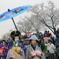 Women dressed as oiran high-class courtesans parade along a river embankment in Tsubame, Niigata Prefecture, during last year\'s Bunsui Sakura Matsuri Oiran Dochu festival in April 2015. | TSUBAME MUNICIPAL TOURISM ASSOCIATION