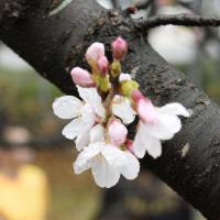 The spring\'s first cherry blossoms are seen here on a Somei-Yoshino cherry tree in Fukuoka on Saturday morning. | KYODO