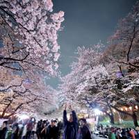 A man takes a photo of a cherry tree in full bloom Thursday evening at Ueno Park in Tokyo\'s Taito Ward. About 2.3 million people visit the famed site to admire the short-lived blossoms each year. | YOSHIAKI MIURA