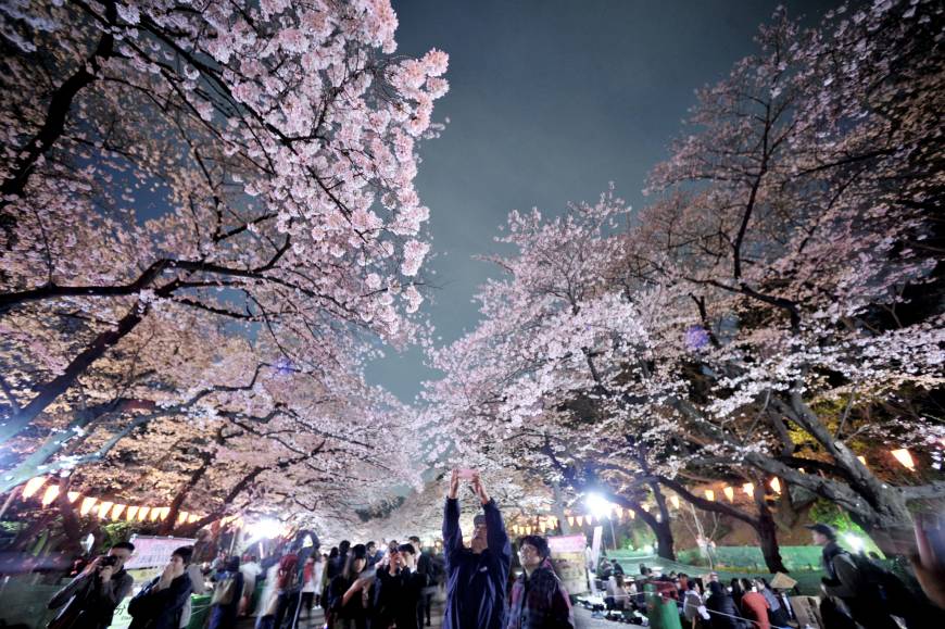 A man takes a photo of a cherry tree in full bloom Thursday evening at Ueno Park in Tokyo
