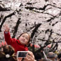 A girl reaches up to a cherry tree in full bloom Thursday at Ueno Park in Tokyo\'s Taito Ward. | SATOKO KAWASAKI