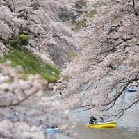 People row boats in the Chidorigafuchi Moat near the Imperial Palace in Tokyo Thursday to view cherry blossoms in full bloom. | KYODO