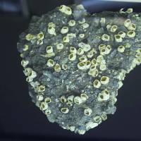 A chunk of concrete with acorn barnacles. | FUKUSHIMA MUSEUM