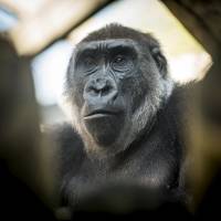 Susie sits in her enclosure at the Columbus Zoo and Aquarium in Powell, Ohio. | REUTERS