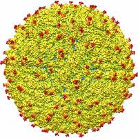 This image obtained Thursday courtesy of Purdue University/ Kuhn and Rossmann research groups shows a representation of a near-atomic level map of Zika virus showing its structure. U.S. researchers announced Thursday the first three-dimensional map of Zika, an advance that some say could accelerate efforts to develop a vaccine against the mosquito-borne virus, which has been linked to birth defects. | KUHN AND ROSSMANN RESEARCH GROUPS / HANDOUT / PURDUE UNIVERSITY / AFP-JIJI