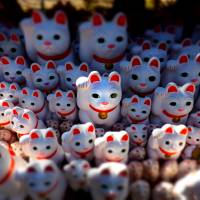 Maneki neko cat ornaments are arranged at Gotokuji Temple in Tokyo\'s Setagaya Ward on March 12. | YOSHIAKI MIURA