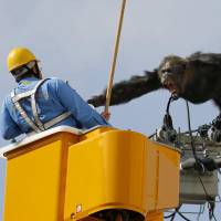 An escaped chimpanzee named Chacha lashes out at a rescue worker in Sendai following his escape from Yagiyama Zoological Park on Thursday afternoon. The chimp was recaptured after about two hours. | KYODO