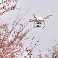A drone films cherry blossoms in Senboku, Akita Prefecture, on Wednesday. | KYODO