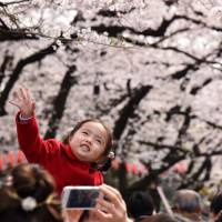 A girl reaches up to a cherry tree in full bloom Thursday at Ueno Park in Tokyo\'s Taito Ward. About 2.3 million people visit the famed site to admire the short-lived blossoms each year. | SATOKO KAWASAKI