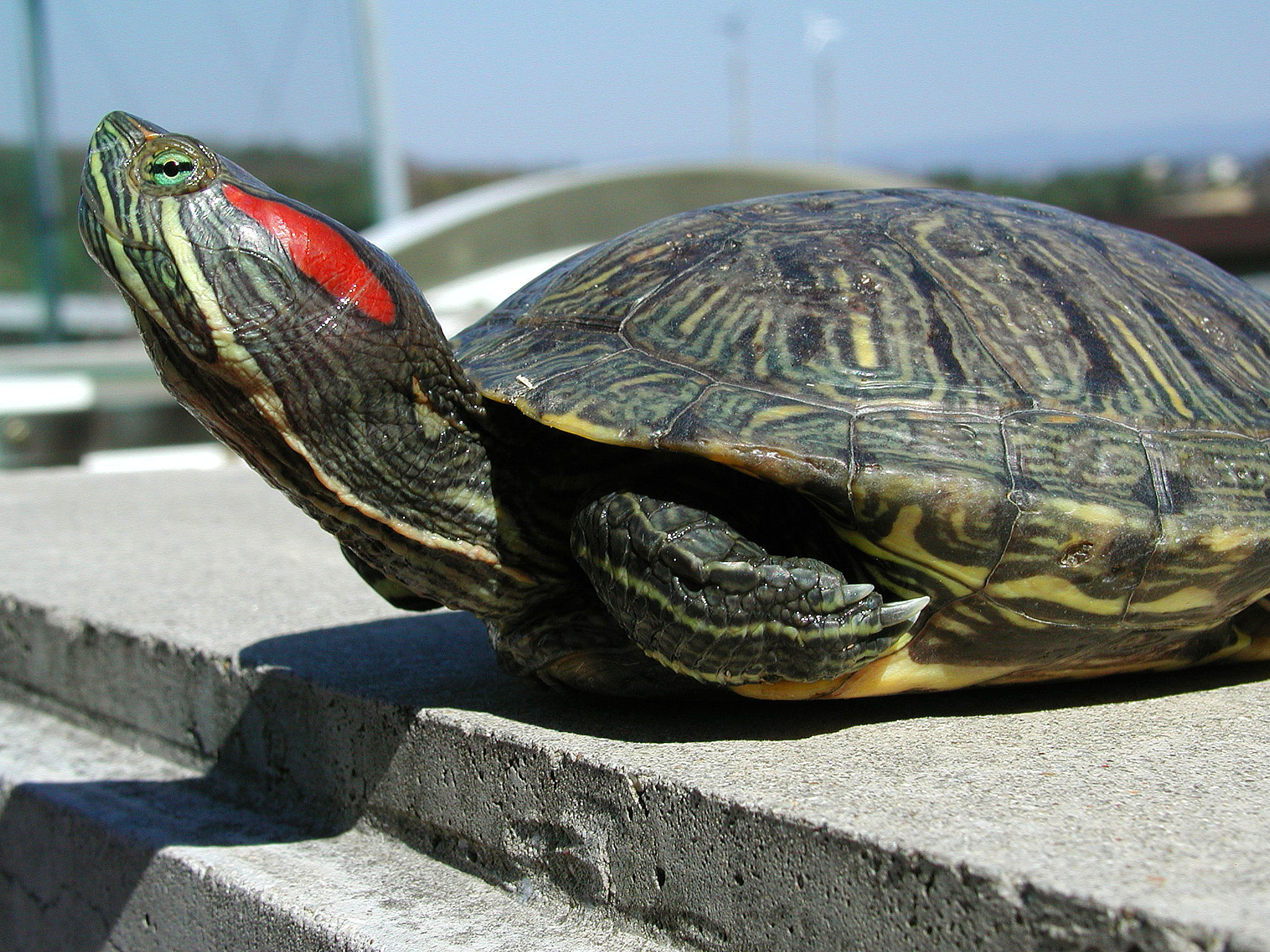 Japan has 8 million invasive red-eared sliders, seen here, and only around 1 million endemic turtles. | KYODO