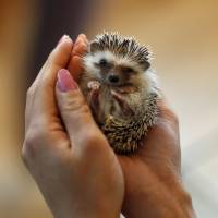 Prickly package: A woman holds a hedgehog at the Harry hedgehog cafe in Tokyo. | REUTERS