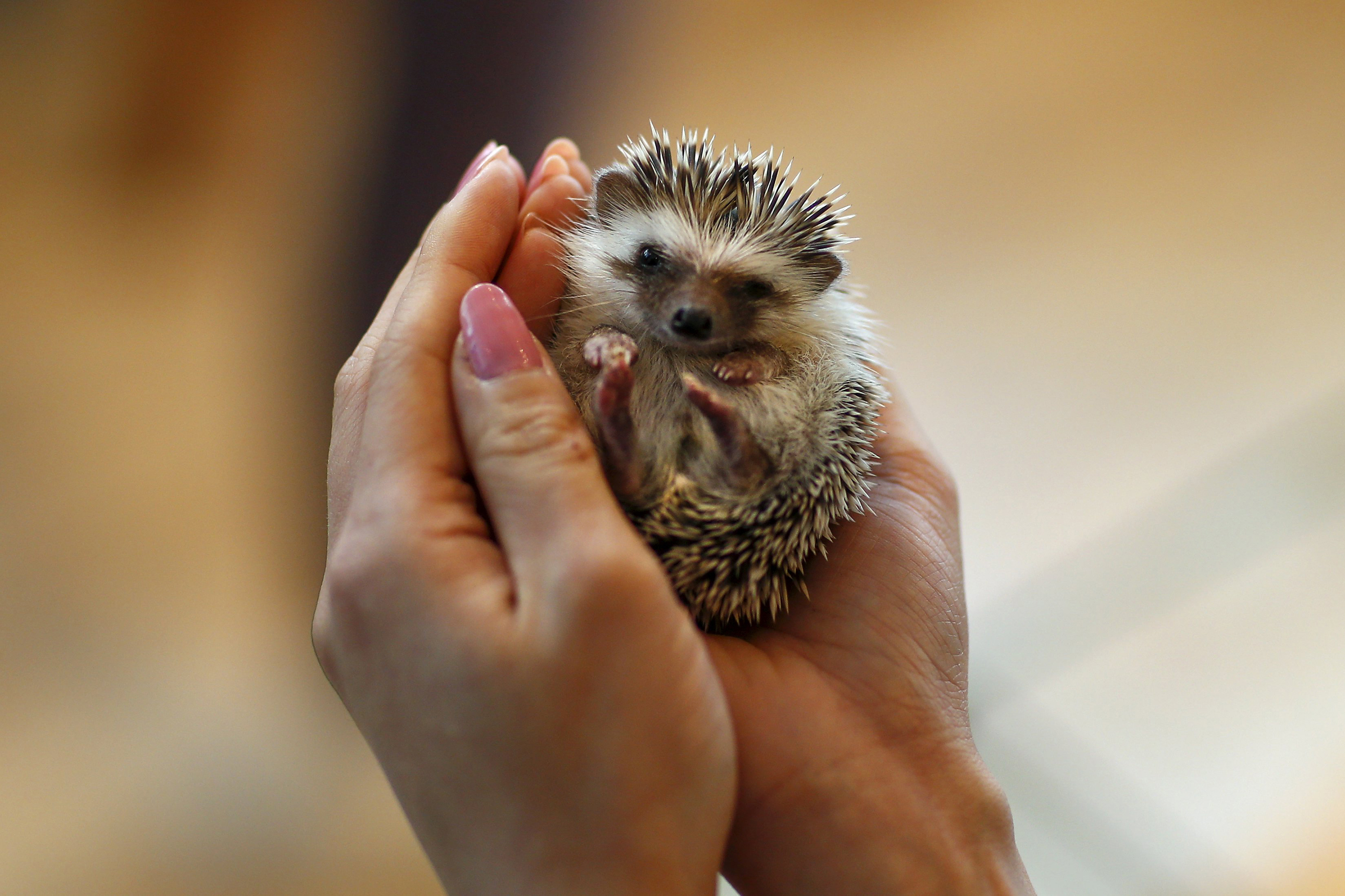 Japan's first hedgehog-themed cafe opens in Tokyo | The Japan Times