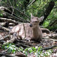 A subspecies of shika deer can be found on Yakushima, Kagoshima Prefecture. | WIKIMEDIA COMMONS, CC BY-SA 3.0