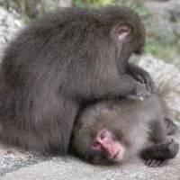 Yaku macaques on Yakushima, Kagoshima Prefecture | CHRIS 73 / WIKIMEDIA COMMONS, CC BY-SA 3.0