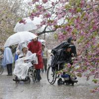 Disabled people admire cherry blossoms Thursday in a restricted part of the Japan Mint compound along the Okawa River in Osaka\'s Kita Ward. About 2,000 seniors and disabled people are invited to enjoy the well-known viewing spot each year before it opens to the general public. | KYODO