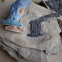 A reconstruction of Atopodentatus unicus is seen alongside a fossil of the strange plant-eating sea dweller, which lived 242 million years ago. | REUTERS