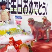 Charlotte, a female Japanese macaque named after Britain\'s Princess Charlotte, attends her first birthday party at Takasakiyama Natural Zoological Garden in Oita Prefecture on Thursday. The monkey was named after Britain\'s Princess Charlotte, who was also born a year ago. | KYODO