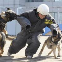 The Metropolitan Police Department conducts security dog training in February 2015. | KYODO