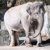 Hanako the elephant plays with a hose at Inokashira Park Zoo in Tokyo in February 2015. | SATOKO KAWASAKI