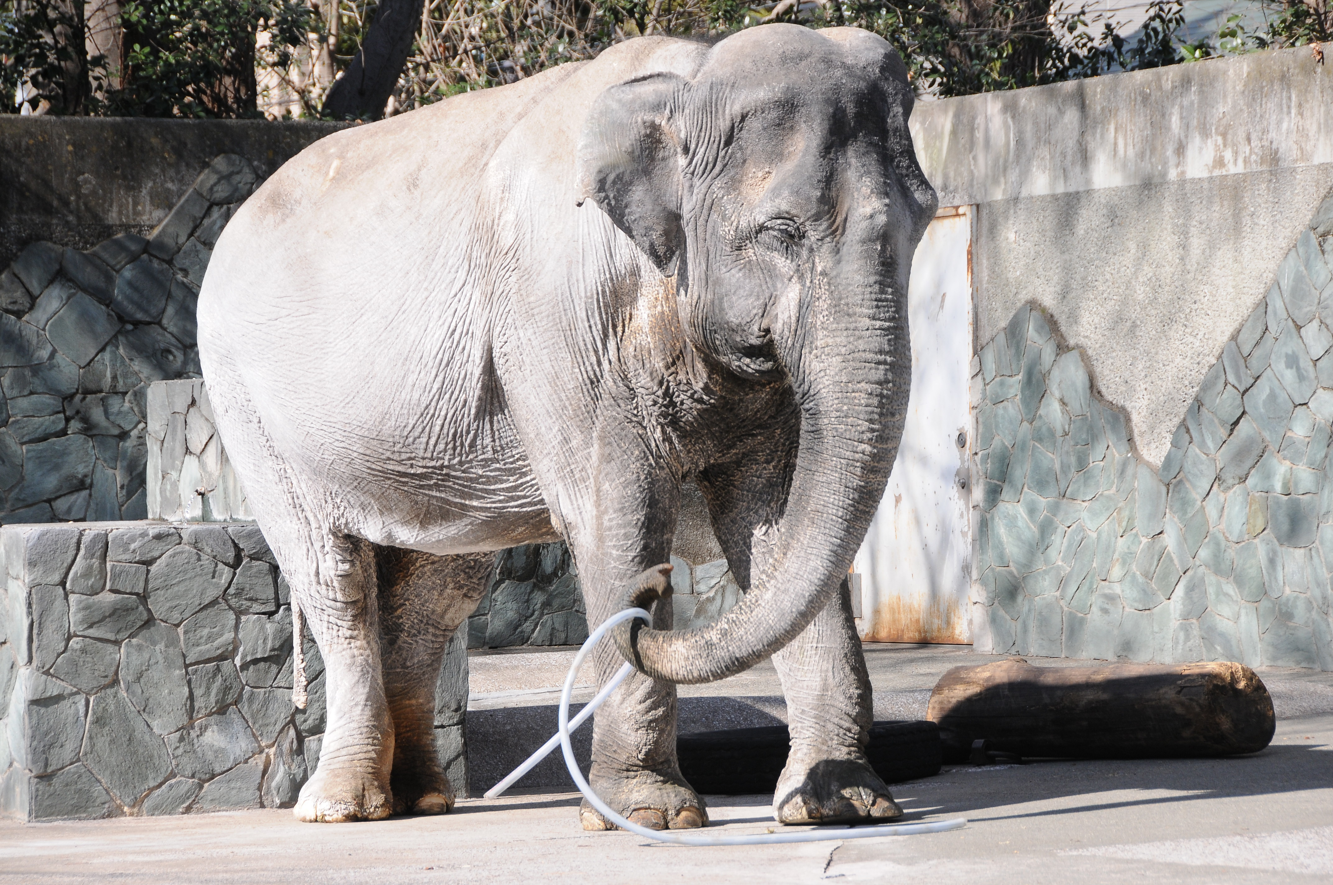 Hanako the elephant plays with a hose at Inokashira Park Zoo in Tokyo in February 2015. | SATOKO KAWASAKI