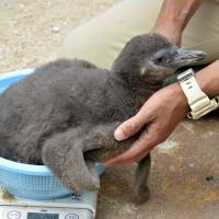This male Humboldt penguin chick was bred through artificial insemination at the Shimonoseki Marine Science Museum Kaikyokan in Yamaguchi Prefecture. | KYODO