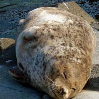 Tora, Japan\'s oldest harbor seal, died last week at Otaru Aquarium in Hokkaido. | OTARU AQUARIUM/KYODO