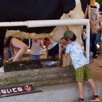 Hands on experience: Kids try their hand at milking cows at Mother Farm. Countryside Chiba farms out the fun