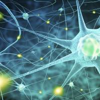 Connectivity: Recent research suggests astrocytes help to regulate synaptic strength. Change in the brain: Central nervous system cells finally get the recognition they deserve
