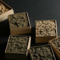 Moxa dried mugwort comes in a variety of grades. Acupuncture treatment dates back centuries