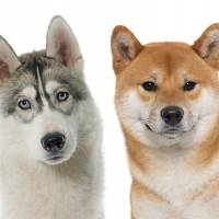 Spitz-type dogs, including the Shiba, are often better adapted to harsh northern climes than terriers and hounds. | ISTOCK